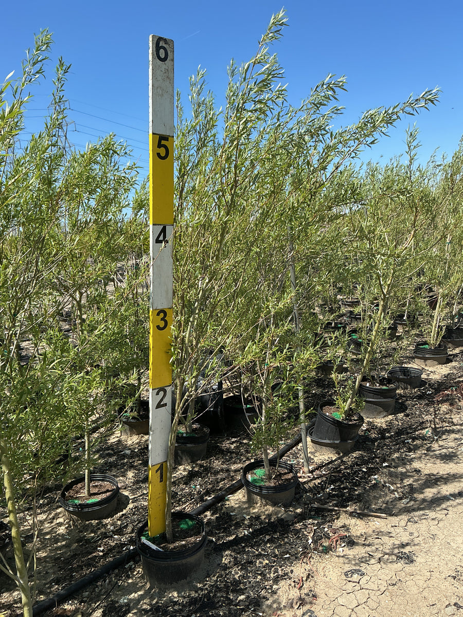 Salix x 'Austree'