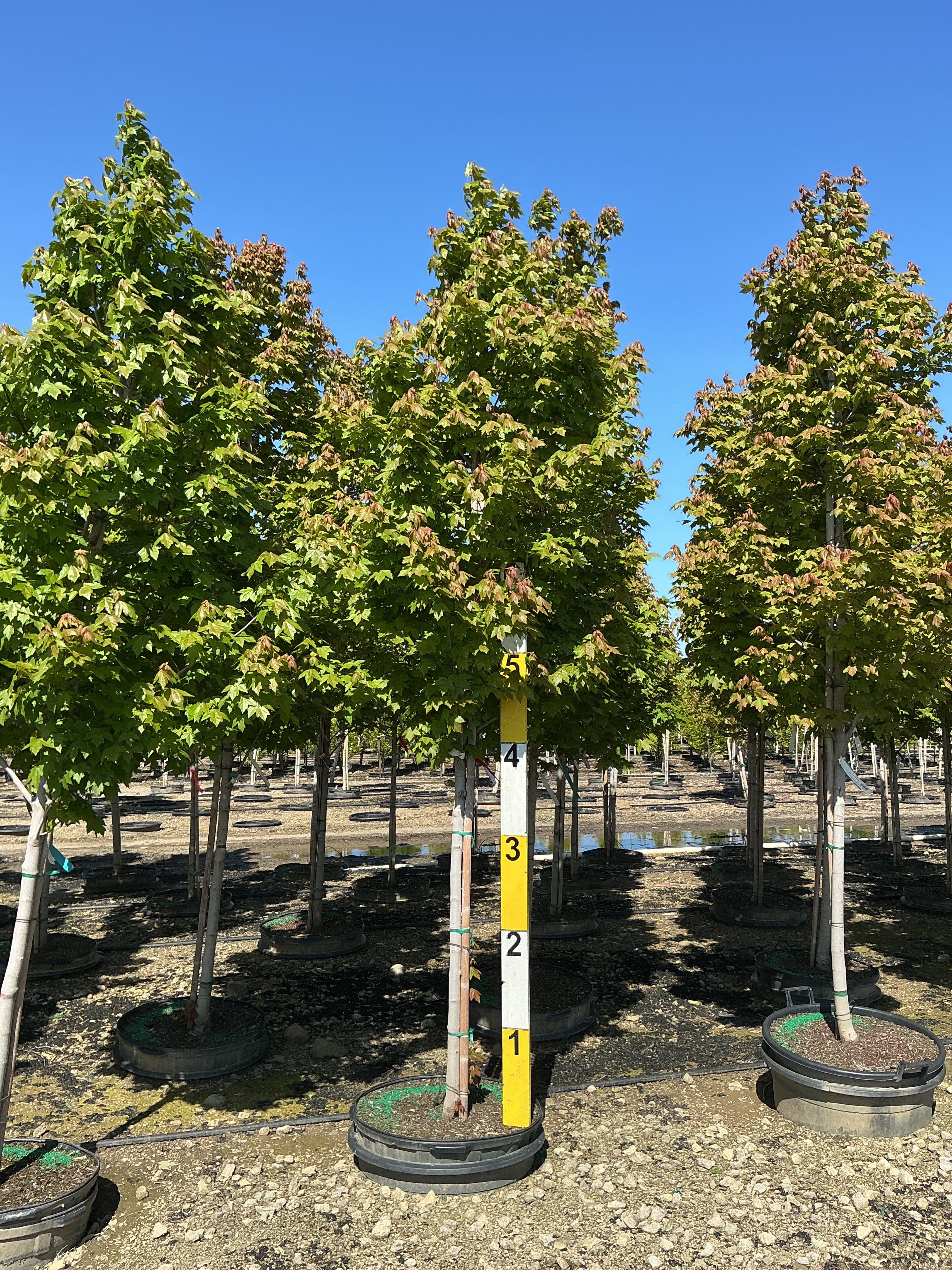 Acer rubrum 'Frank Jr.'
