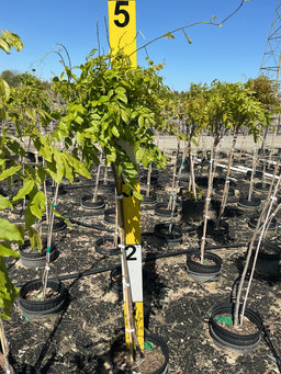 Wisteria sinensis