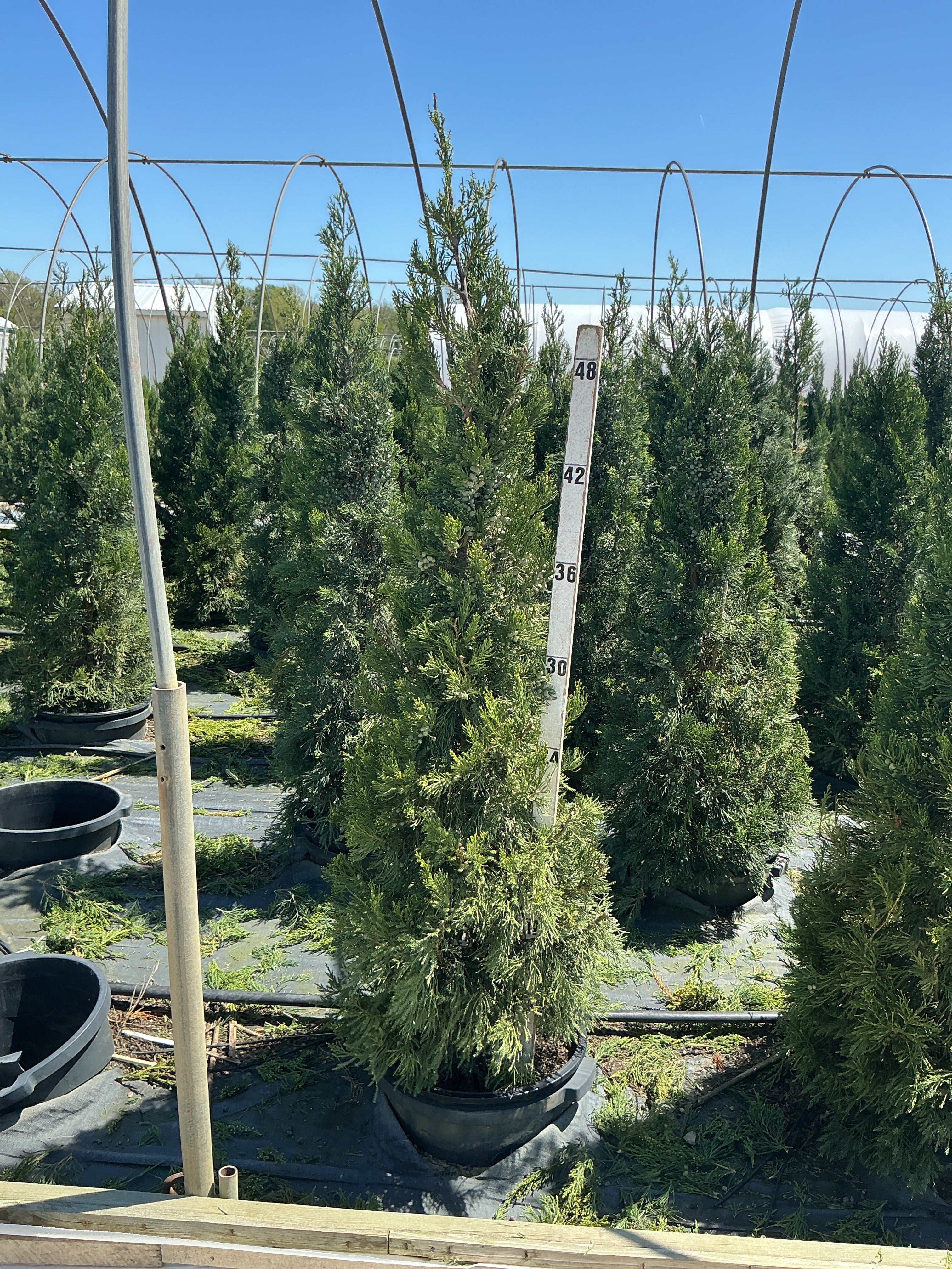 Juniperus chinensis 'Hetzii Columnaris'