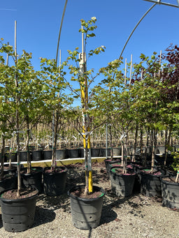 Cercis canadensis 'Pink Pom Poms'