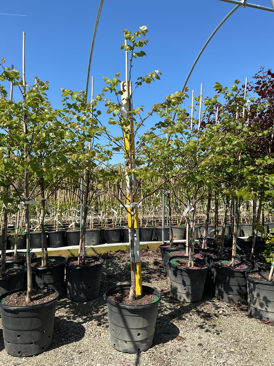 Cercis canadensis 'Pink Pom Poms'