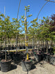 Cercis canadensis 'Pink Pom Poms'