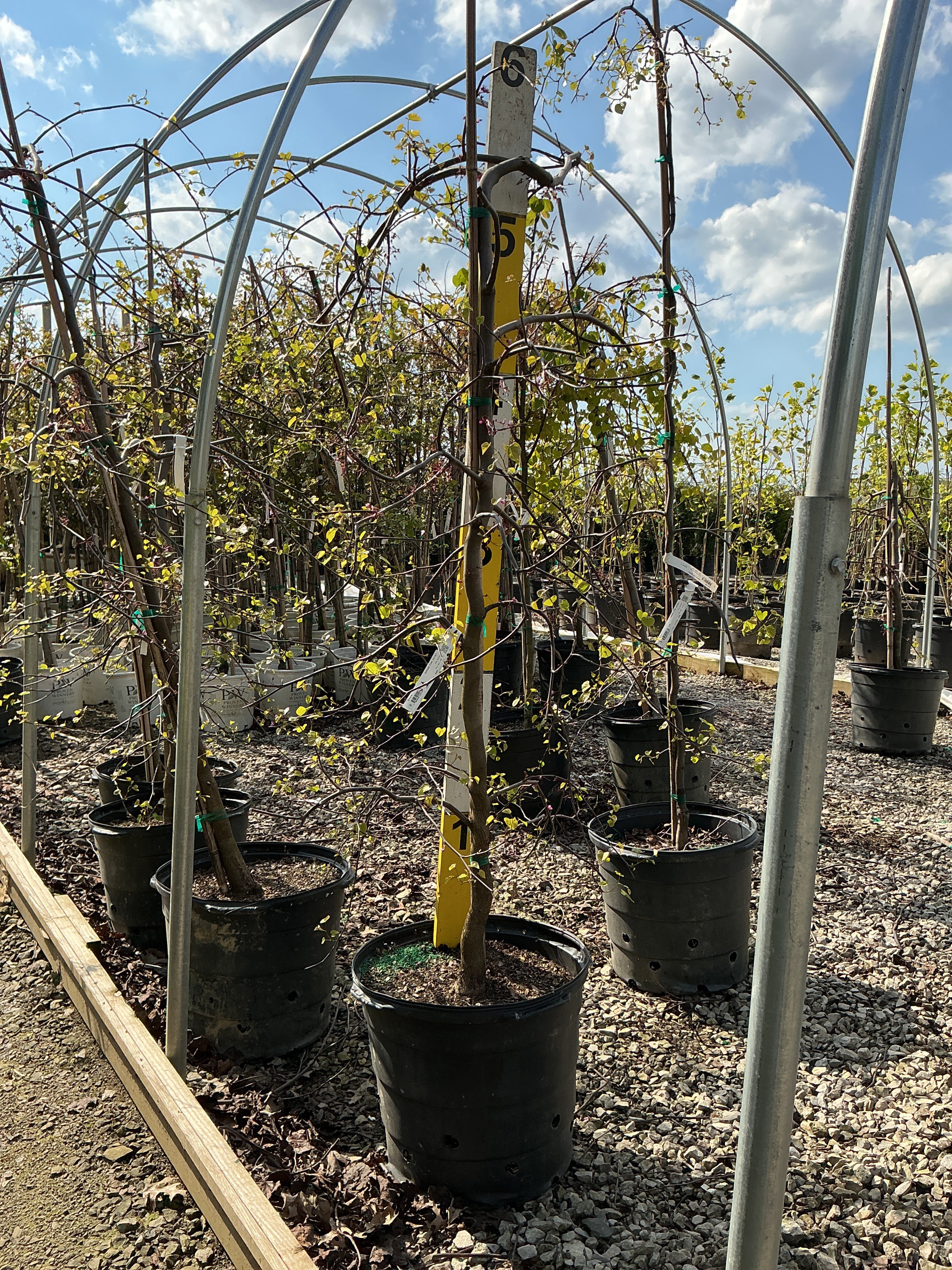 Cercis canadensis 'Covey'