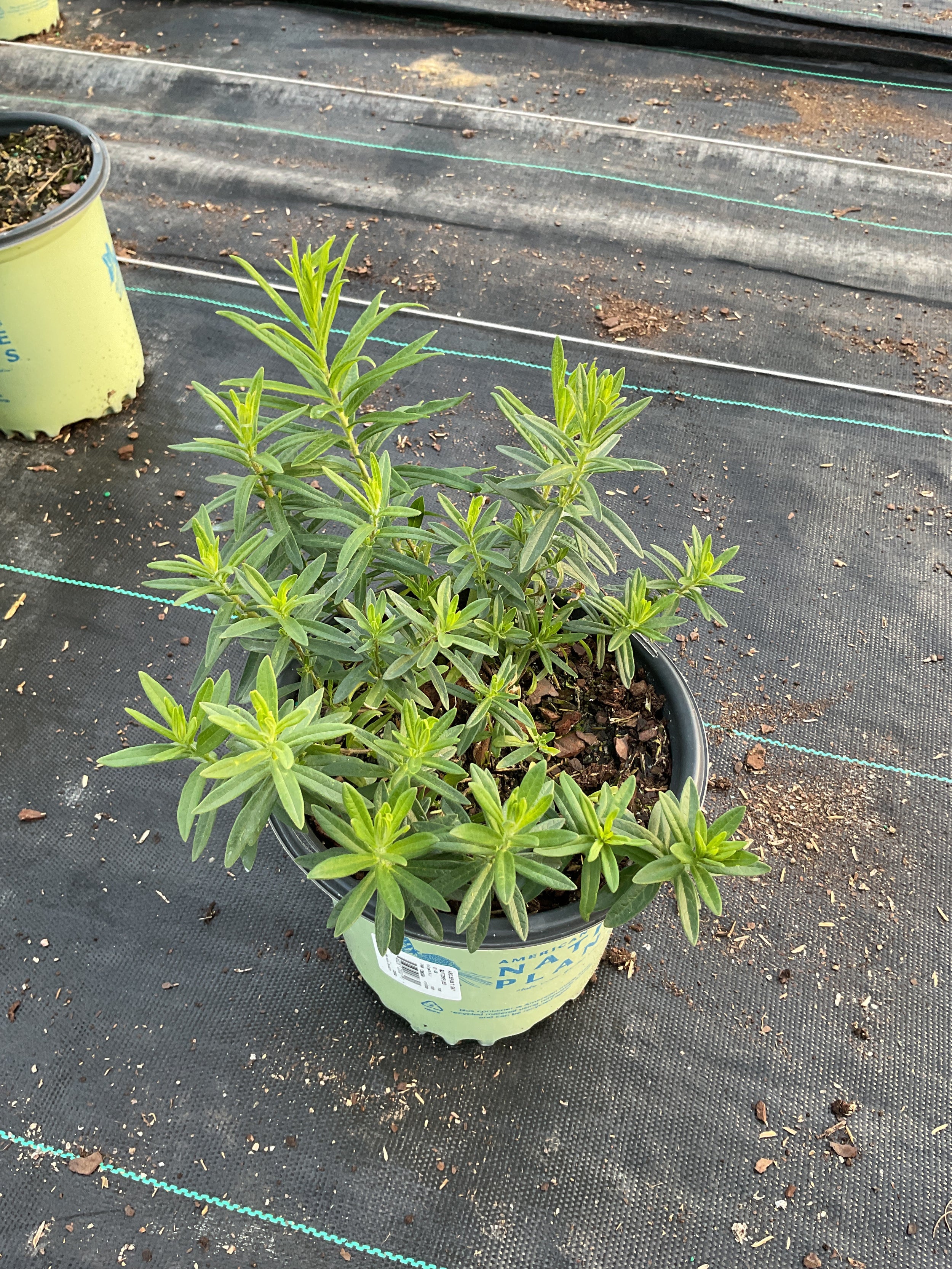 Asclepias tuberosa 'Gay Butterflies'
