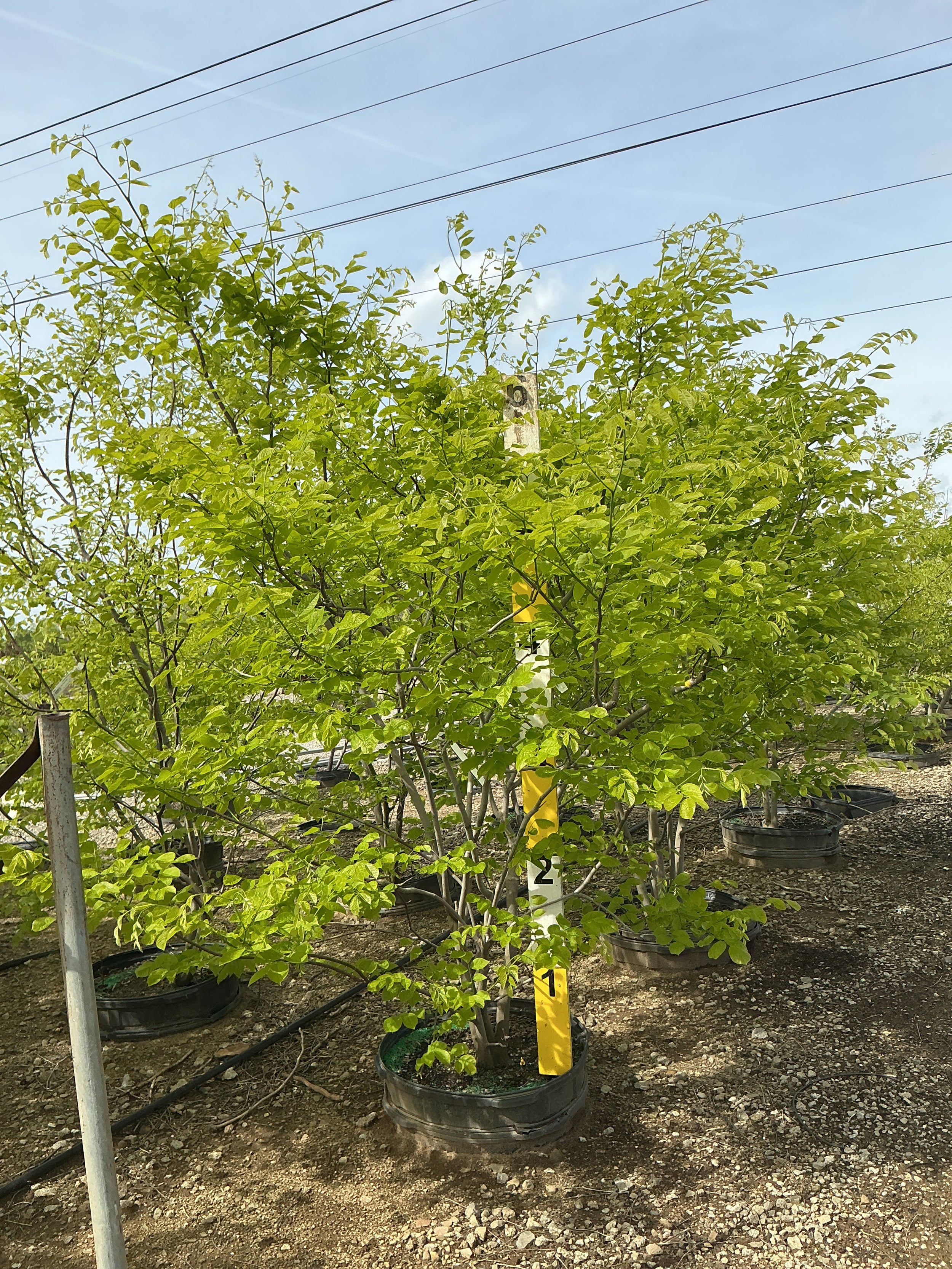 Cladrastis lutea