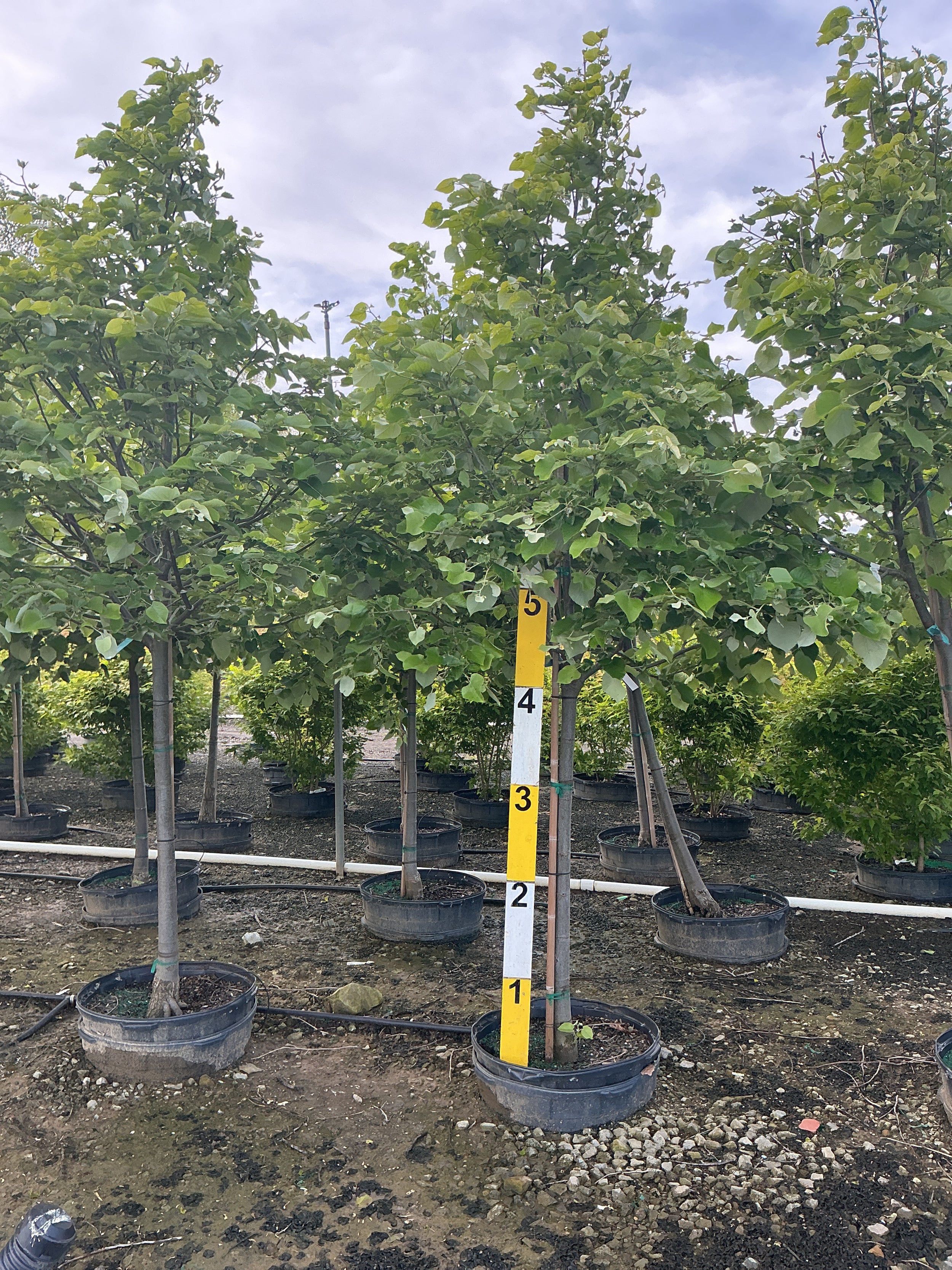 Tilia tomentosa 'Sterling Silver'