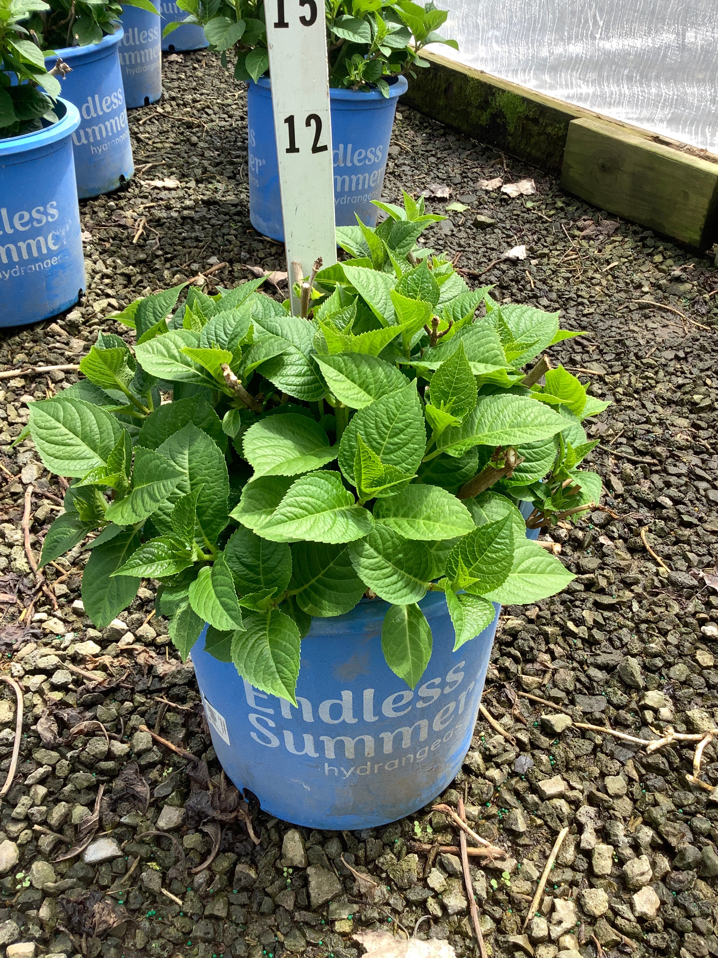 Hydrangea macrophylla 'Summer Crush'