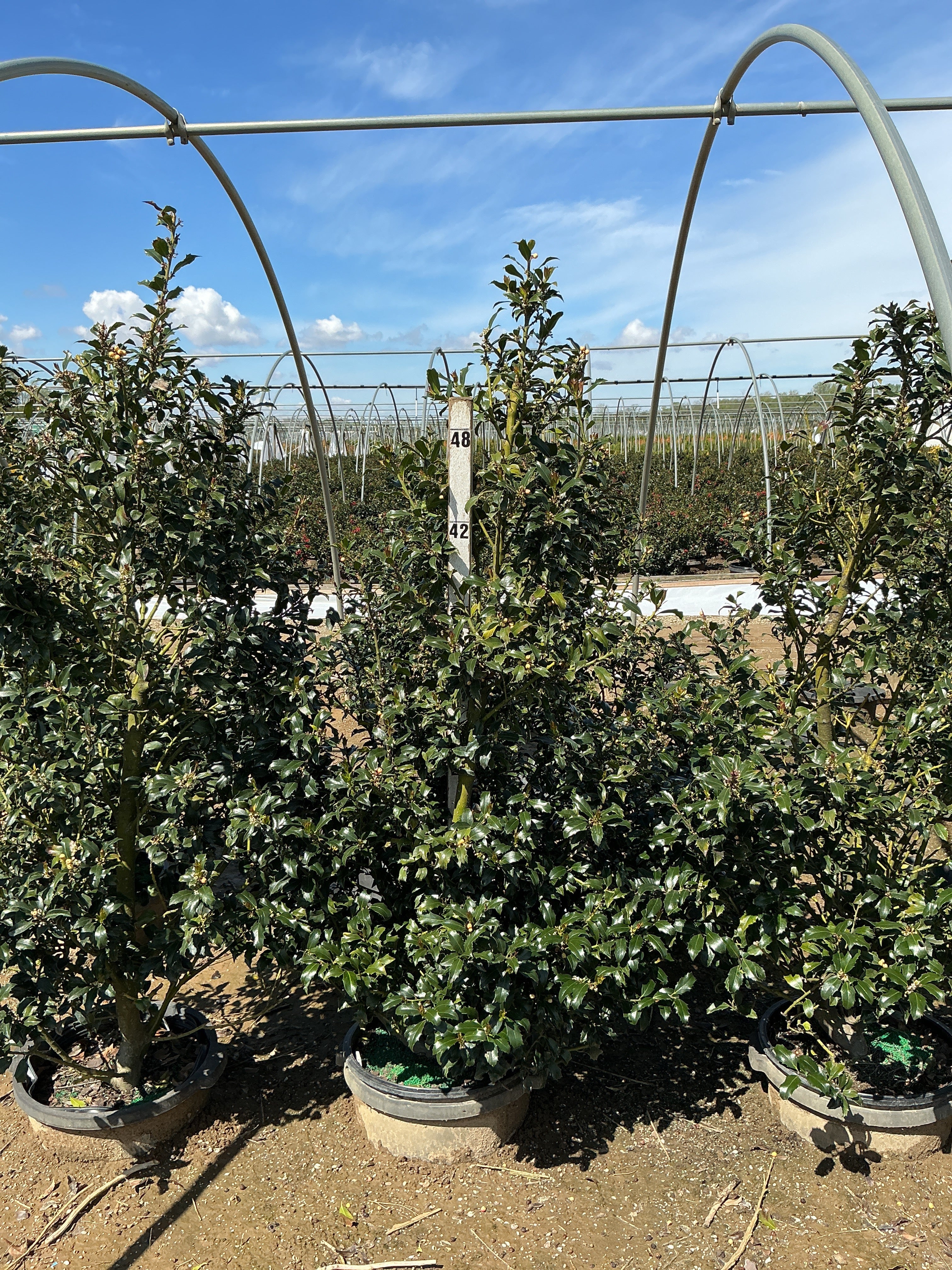 Ilex x meserveae 'Golden Girl'