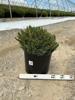 Pinus mugo ‘Slowmound’