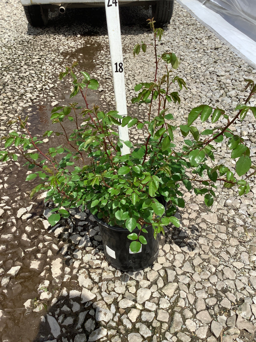 Rosa CL 'New Dawn' — G2