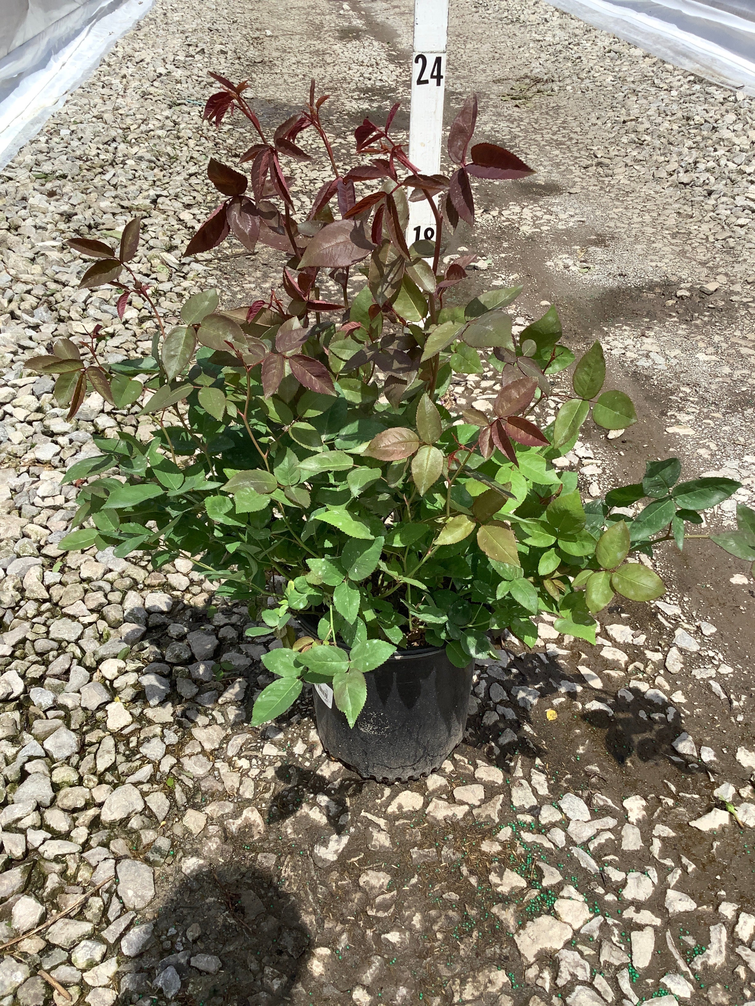 Rosa CL 'Zephirine Drouhin'