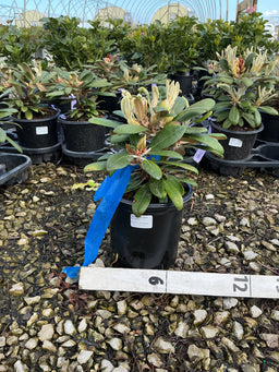 Rhododendron yakushimanum 'Ken Janeck'