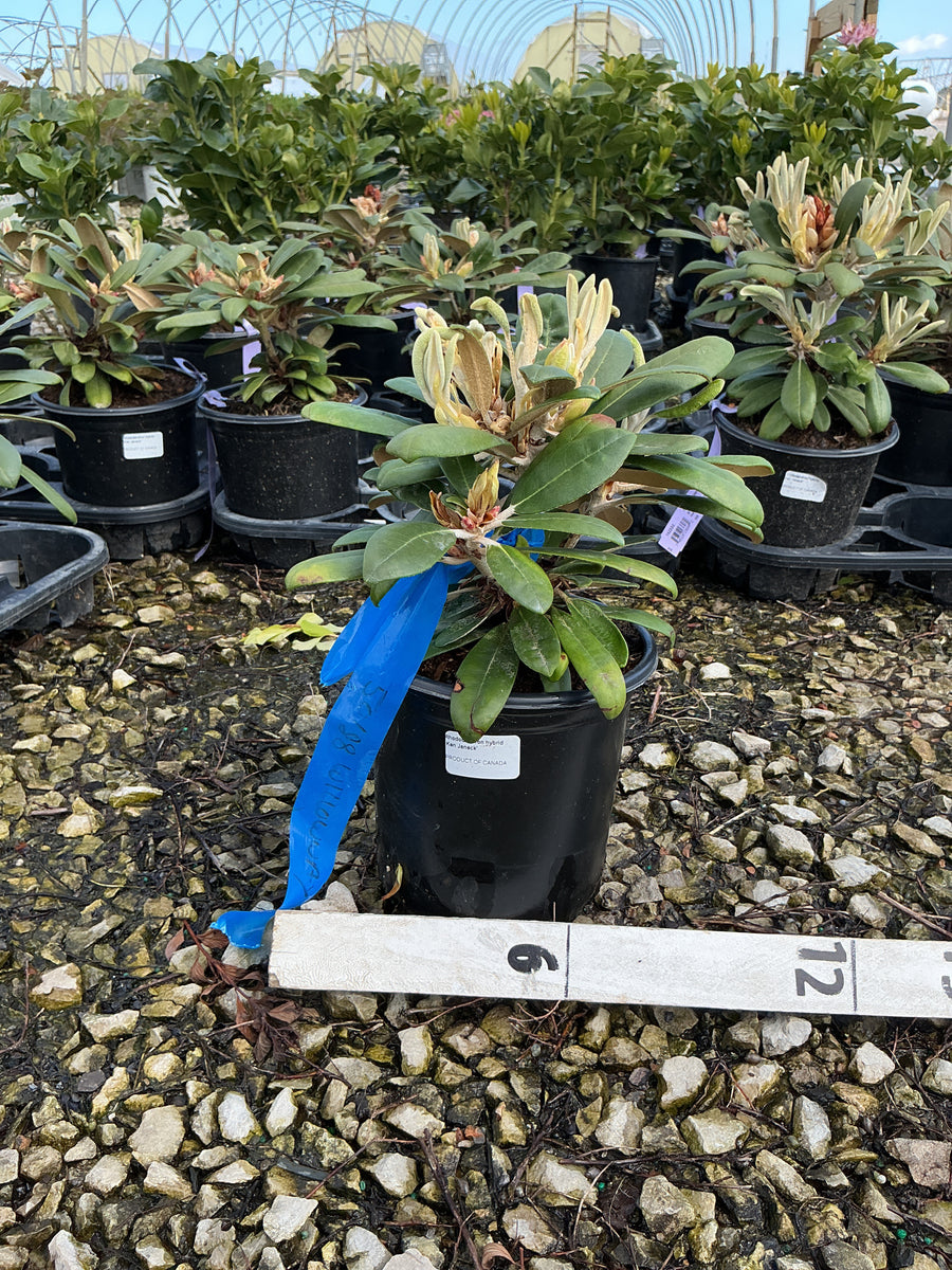 Rhododendron yakushimanum 'Ken Janeck'