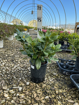 Rhododendron ‘Minnetonka’