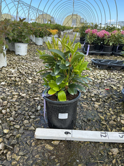Rhododendron catawbiense 'Cunningham's White'
