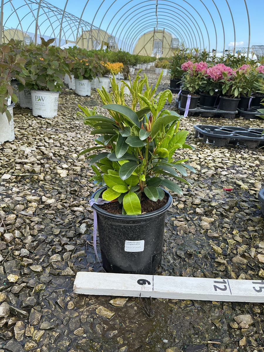 Rhododendron catawbiense 'Cunningham's White'
