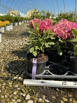 Rhododendron 'Besse Howells'