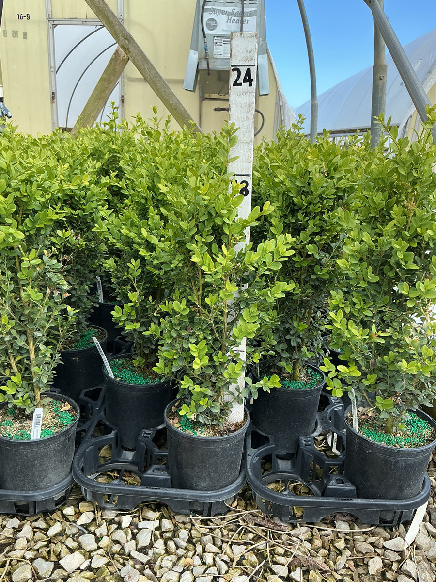 Buxus microphylla 'Green Mountain' — G1 10