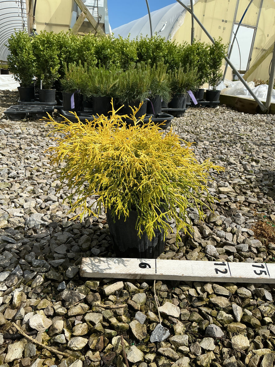 Chamaecyparis pisifera 'Mops' — G1 8