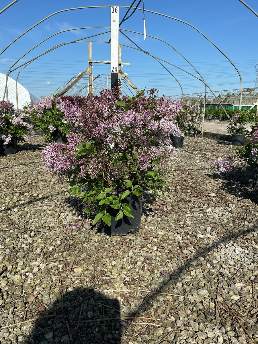 Syringa patula 'Miss Kim' — G3 15