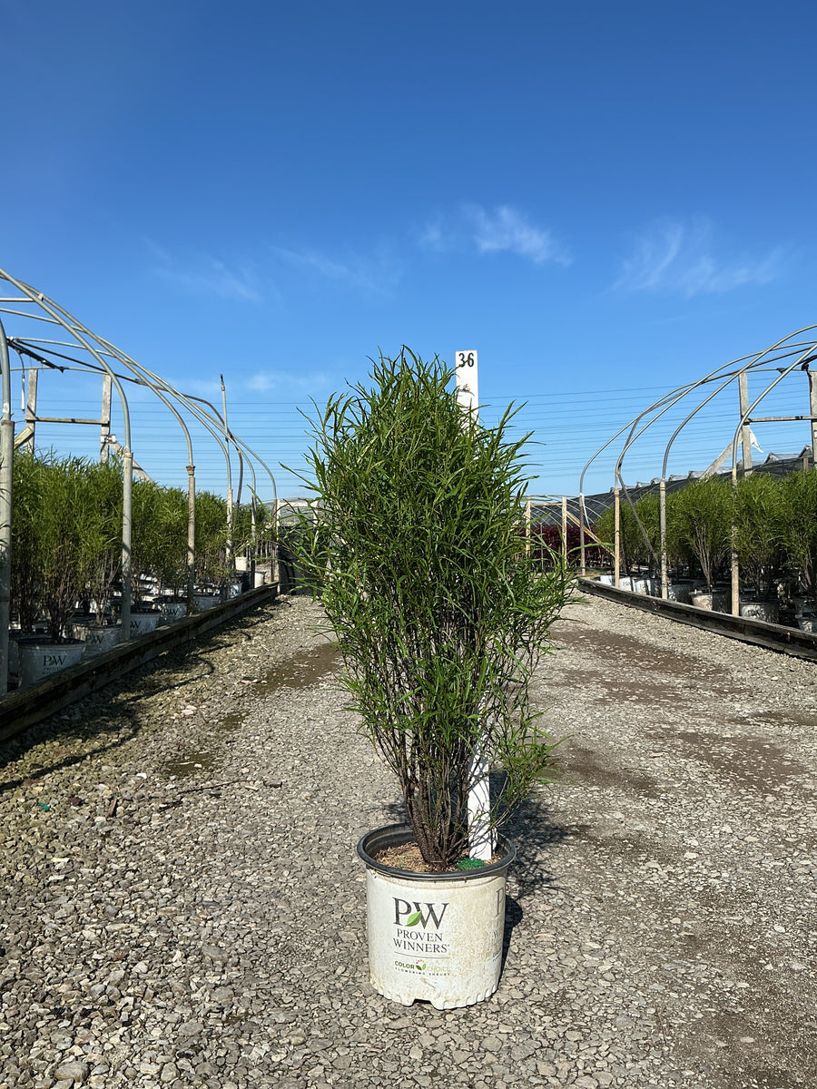 Rhamnus frangula 'Ron Williams' — G3 24