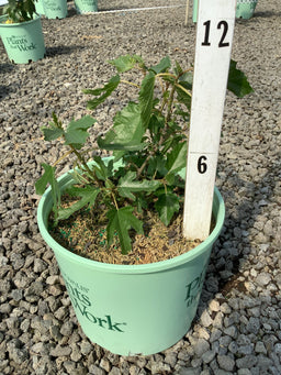 Ficus carica 'Violet De Bordeaux'