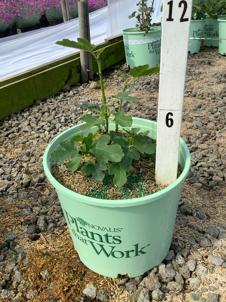 Ficus carica 'Olympian'