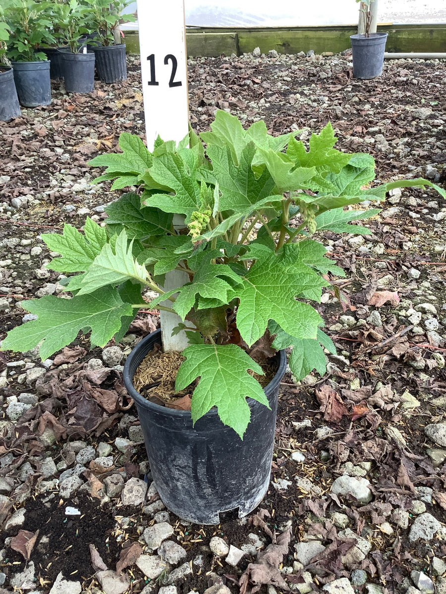 Hydrangea quercifolia 'Ruby Slippers' — G1
