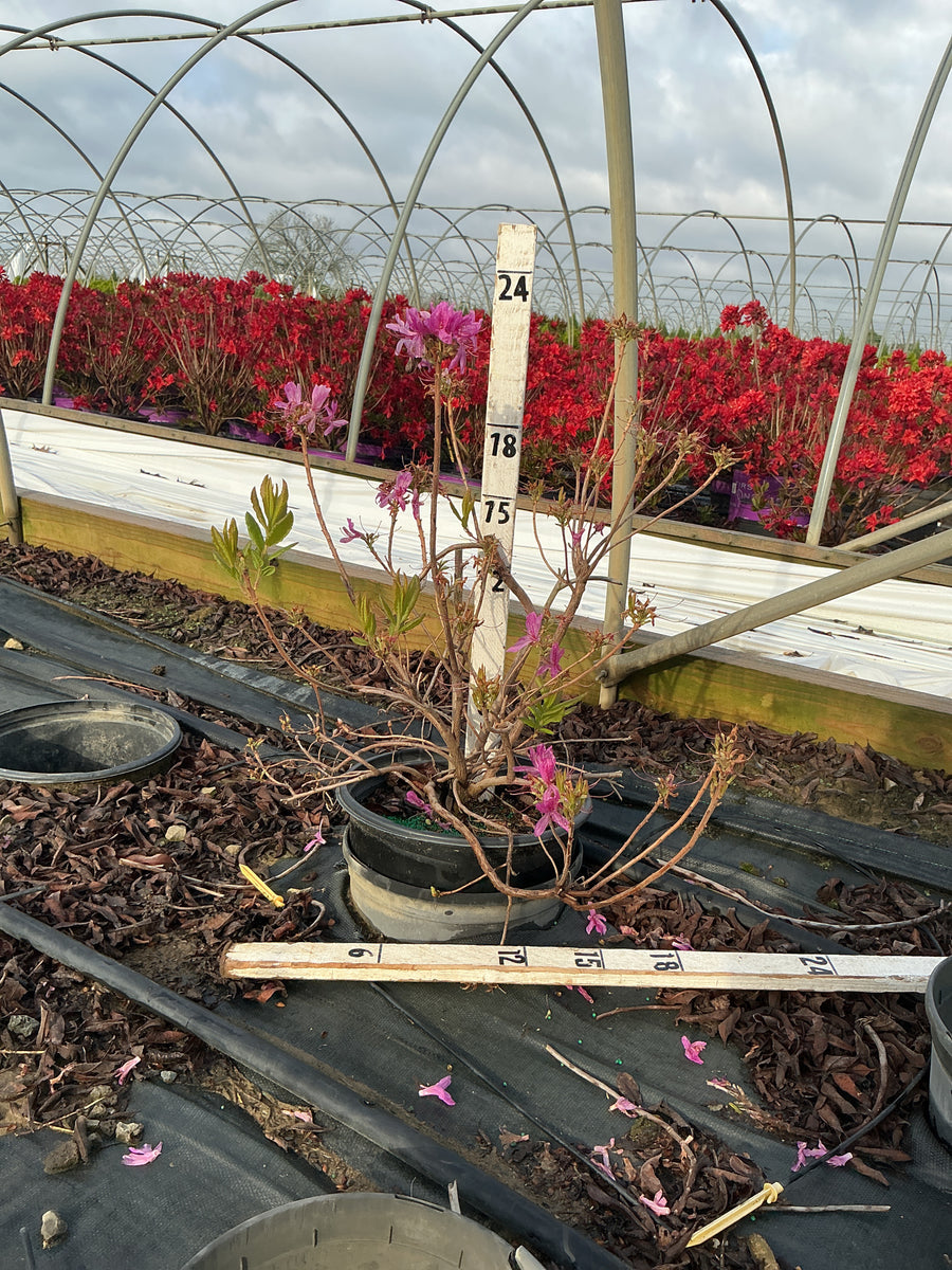 Azalea 'Exbury Lilac Light' — G3 15
