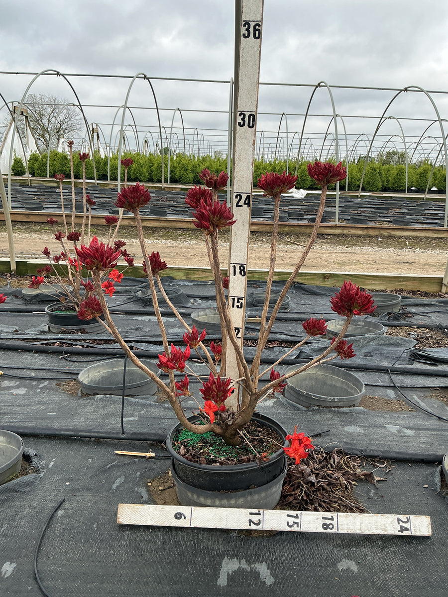 Azalea 'Exbury Fireball' — G3 15