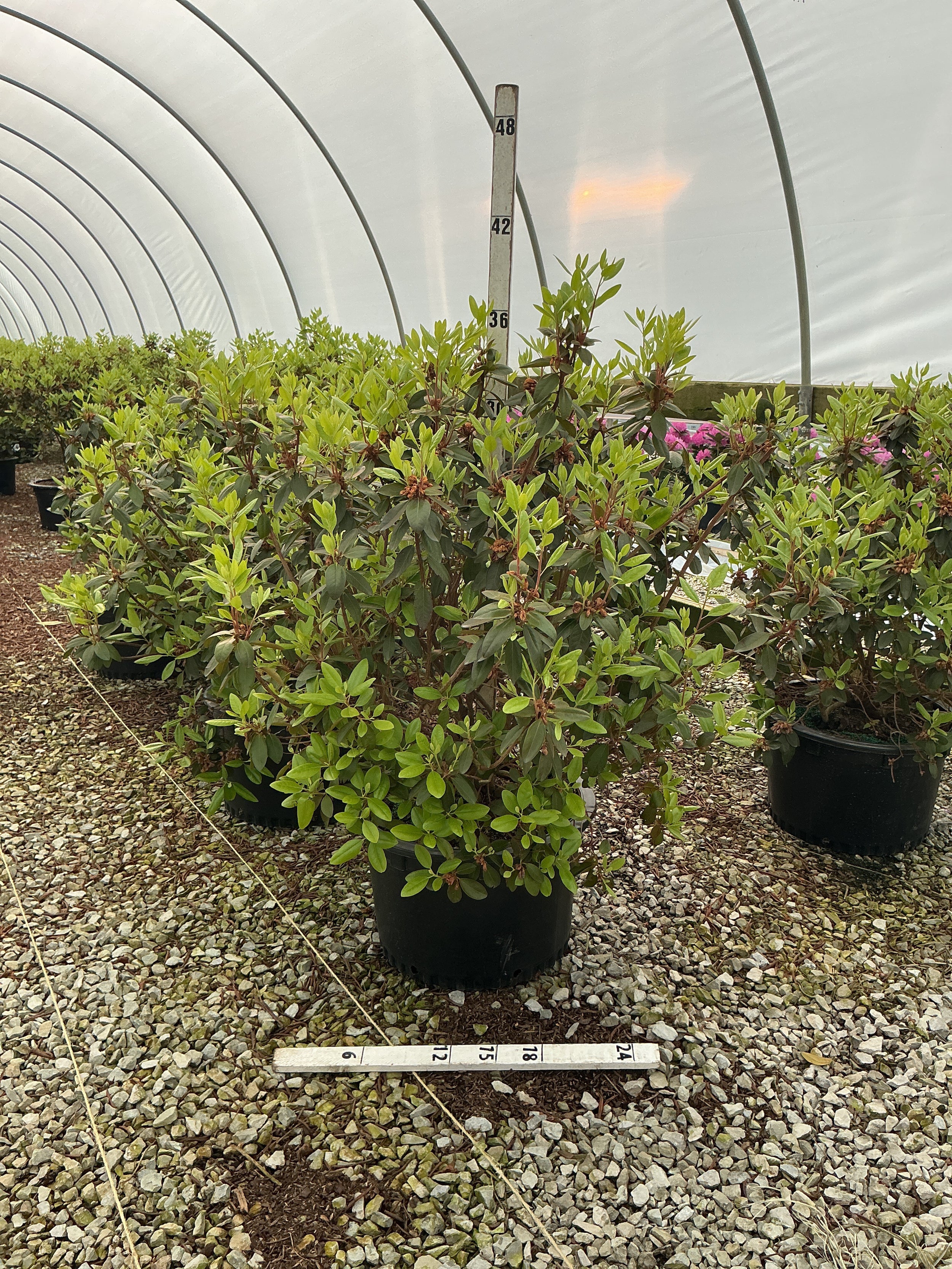 Rhododendron 'Pjm'
