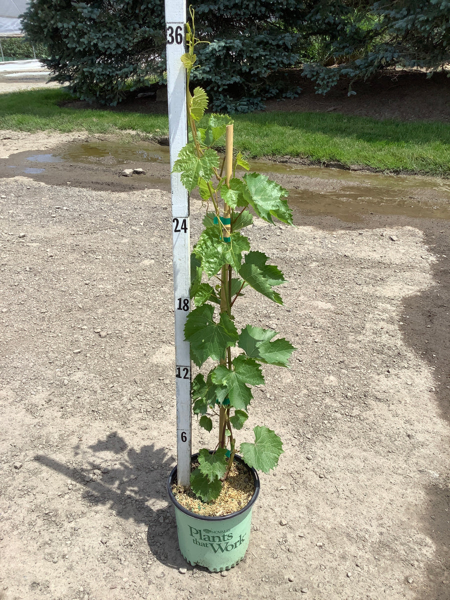 Vitis canadice 'Canadice' — 19CM PTW