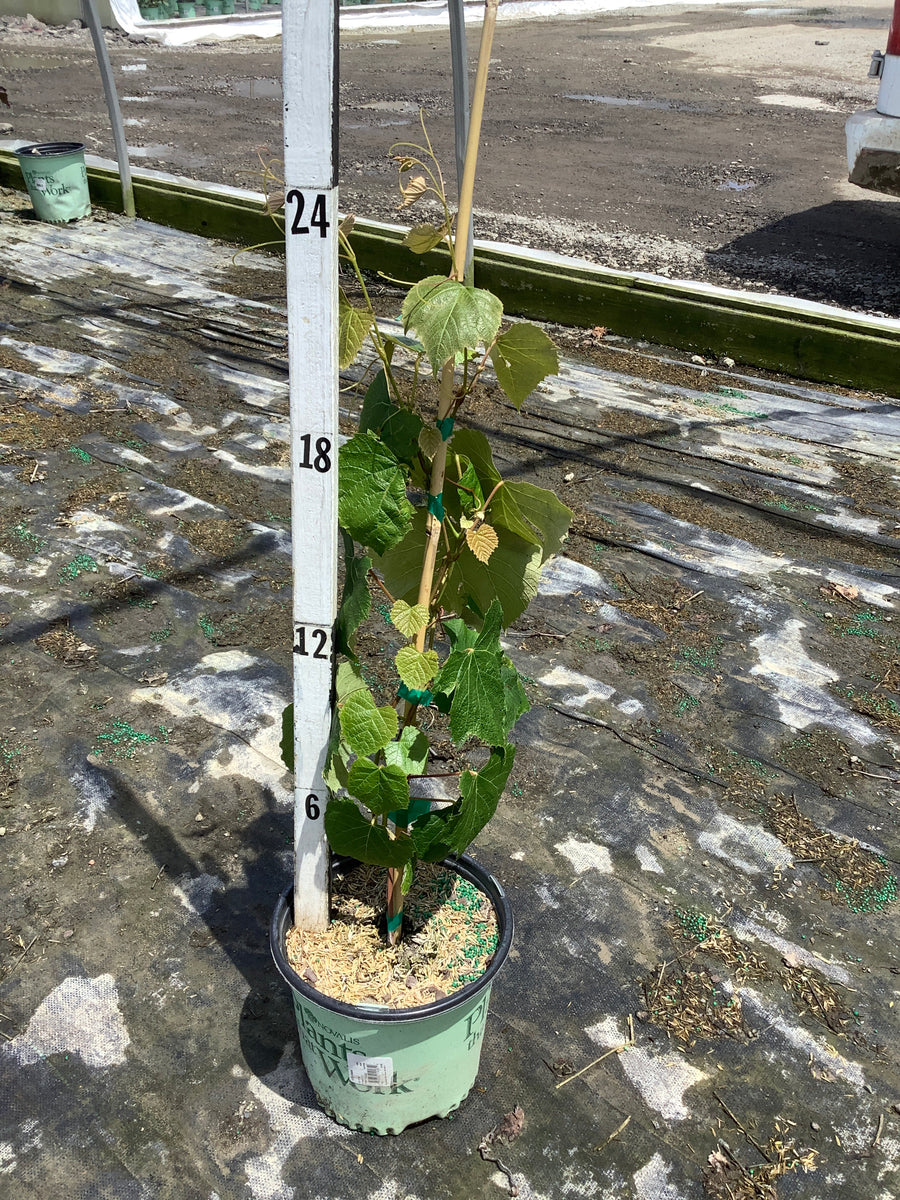 Vitis mars 'Mars' — 19CM PTW
