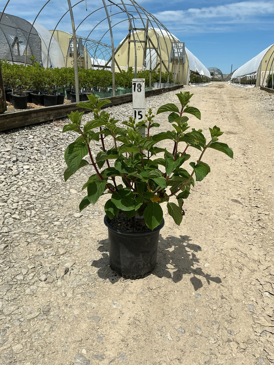 Hydrangea paniculata 'Bailpantwo' — G1 PTW