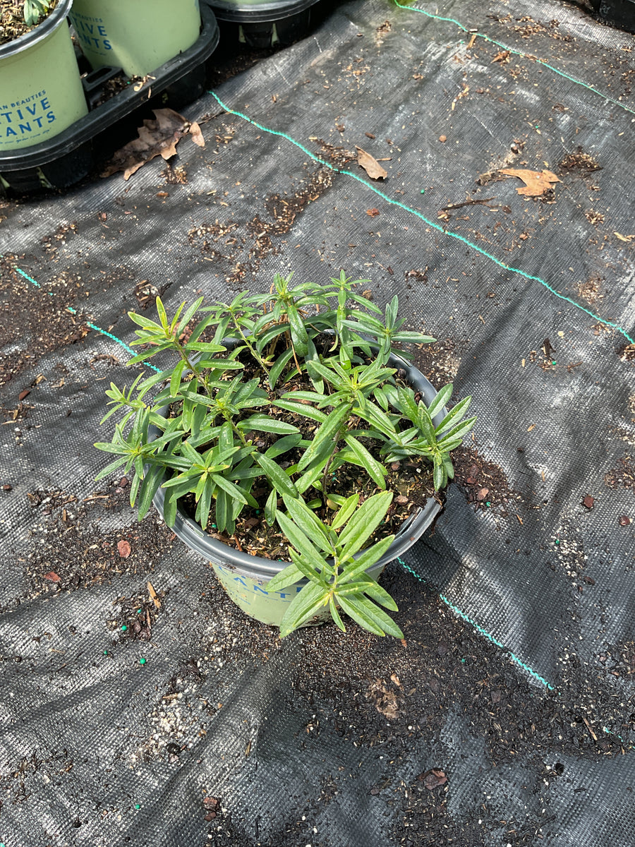 Asclepias tuberosa — G1 AB