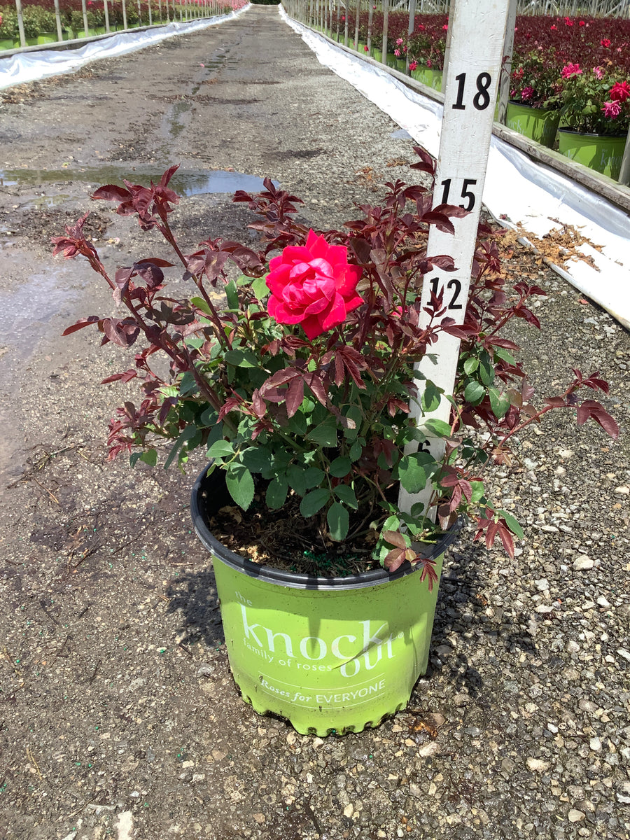Rosa x Double Red Knock Out® — G3