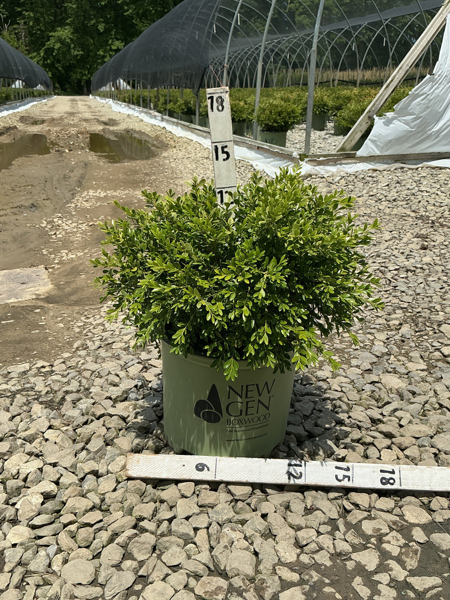 Buxus newgen 'Liberty Belle' — G3 NG 12
