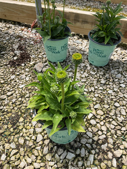 Echinacea SunSeekers­ ‘Ifecssgold’ ‘Golden’