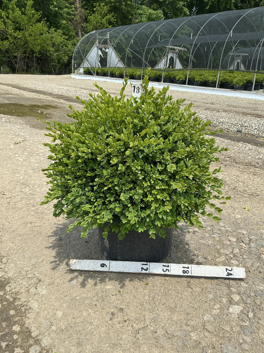Buxus microphylla 'Green Velvet' — G5 18