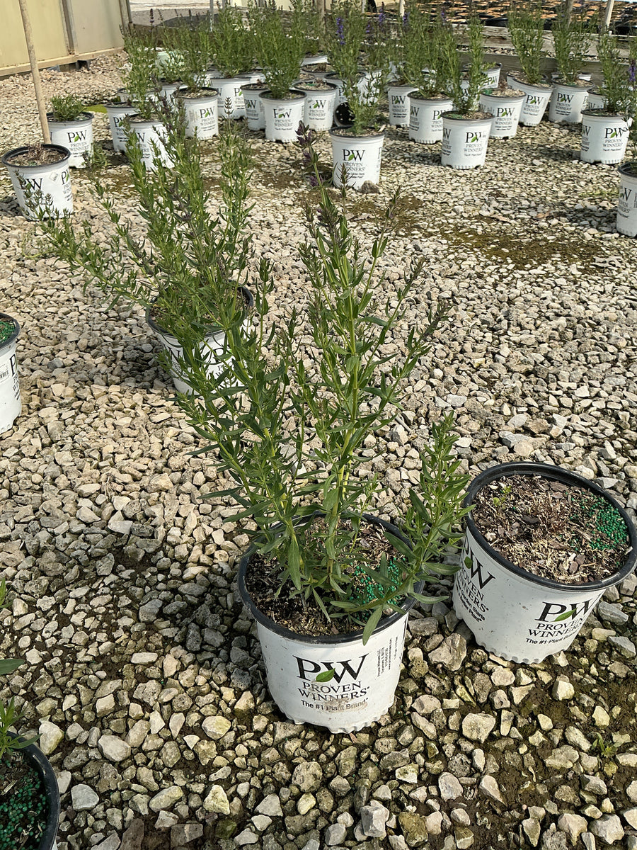 Hyssopus officinalis 'Scentastic Blue' — G1  PW
