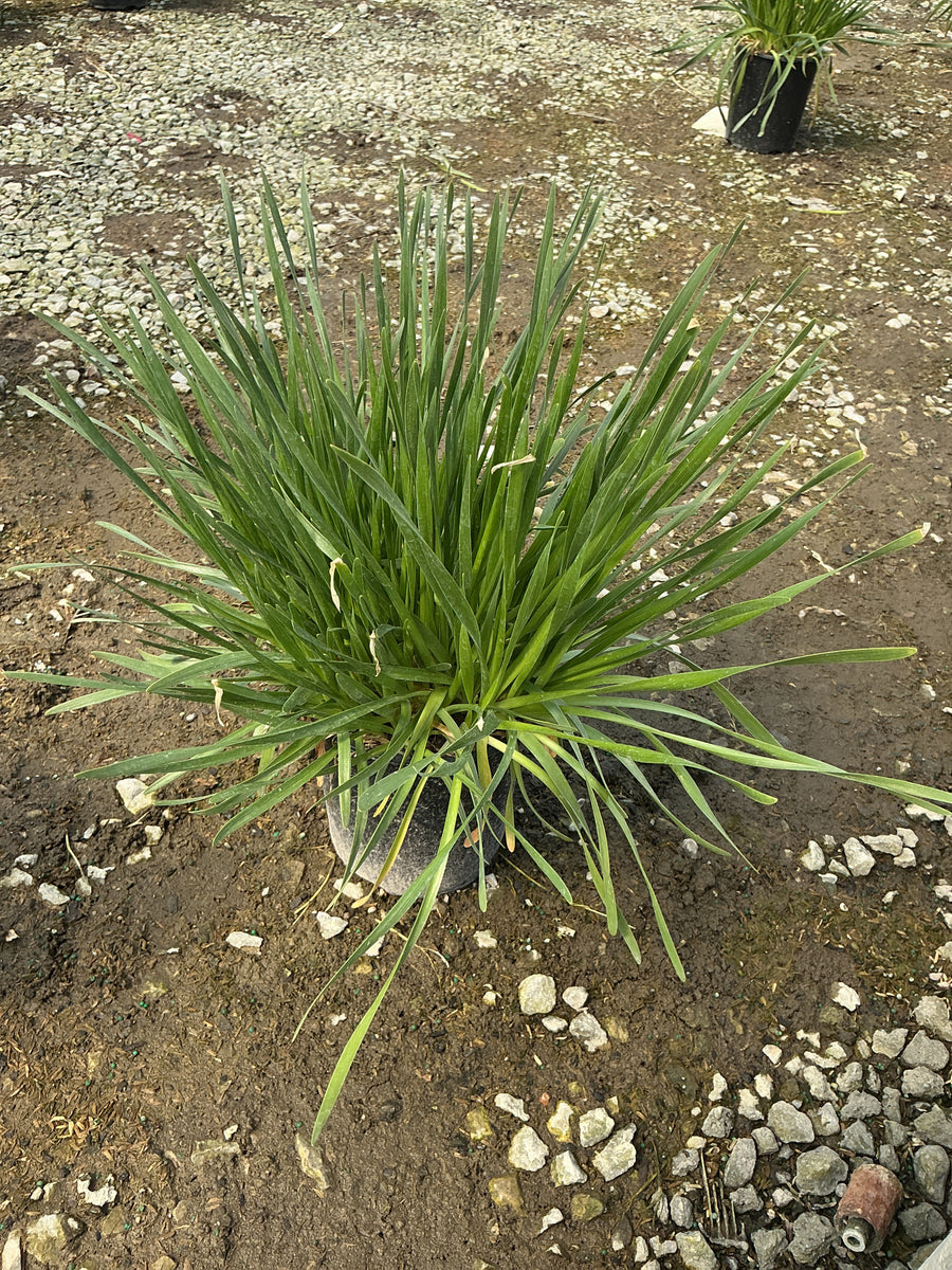 Allium millenium 'Millenium' — 19CM PTW