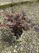 Astilbe 'Chocolate Shogun'