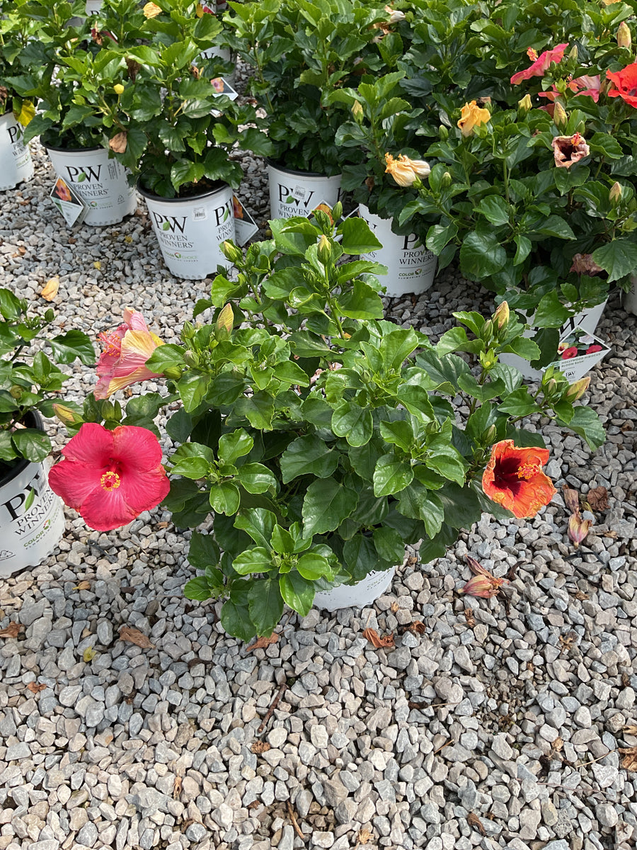 Hibiscus rosa-sinensis Bloom Bash™ (AH-64) — G2  PW