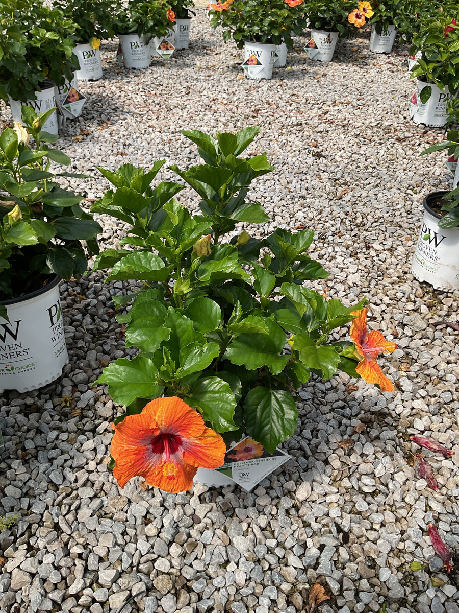 Hibiscus rosa-sinensis Heartthrob™ — G2  PW