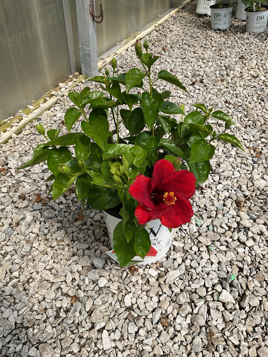 Hibiscus rosa-sinensis Hot Shot™ — G2  PW