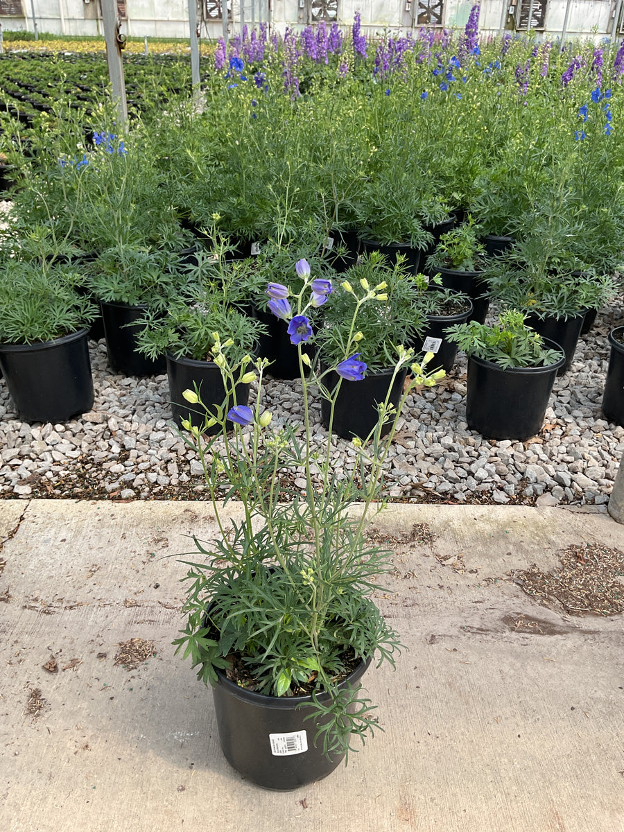 Delphinium grandiflorum 'Blue Mirror' — 19CM