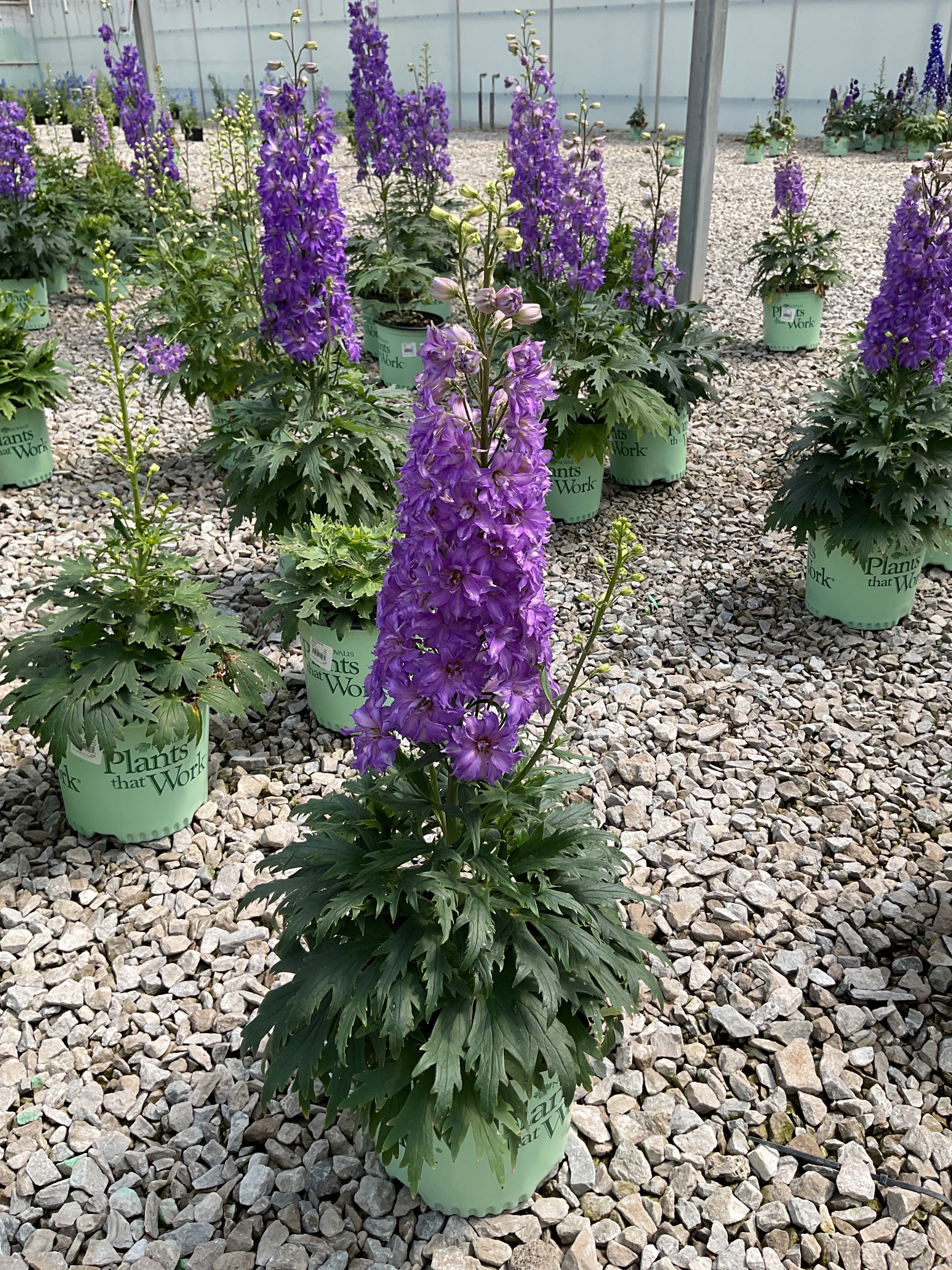 Delphinium 'Del Shelby'