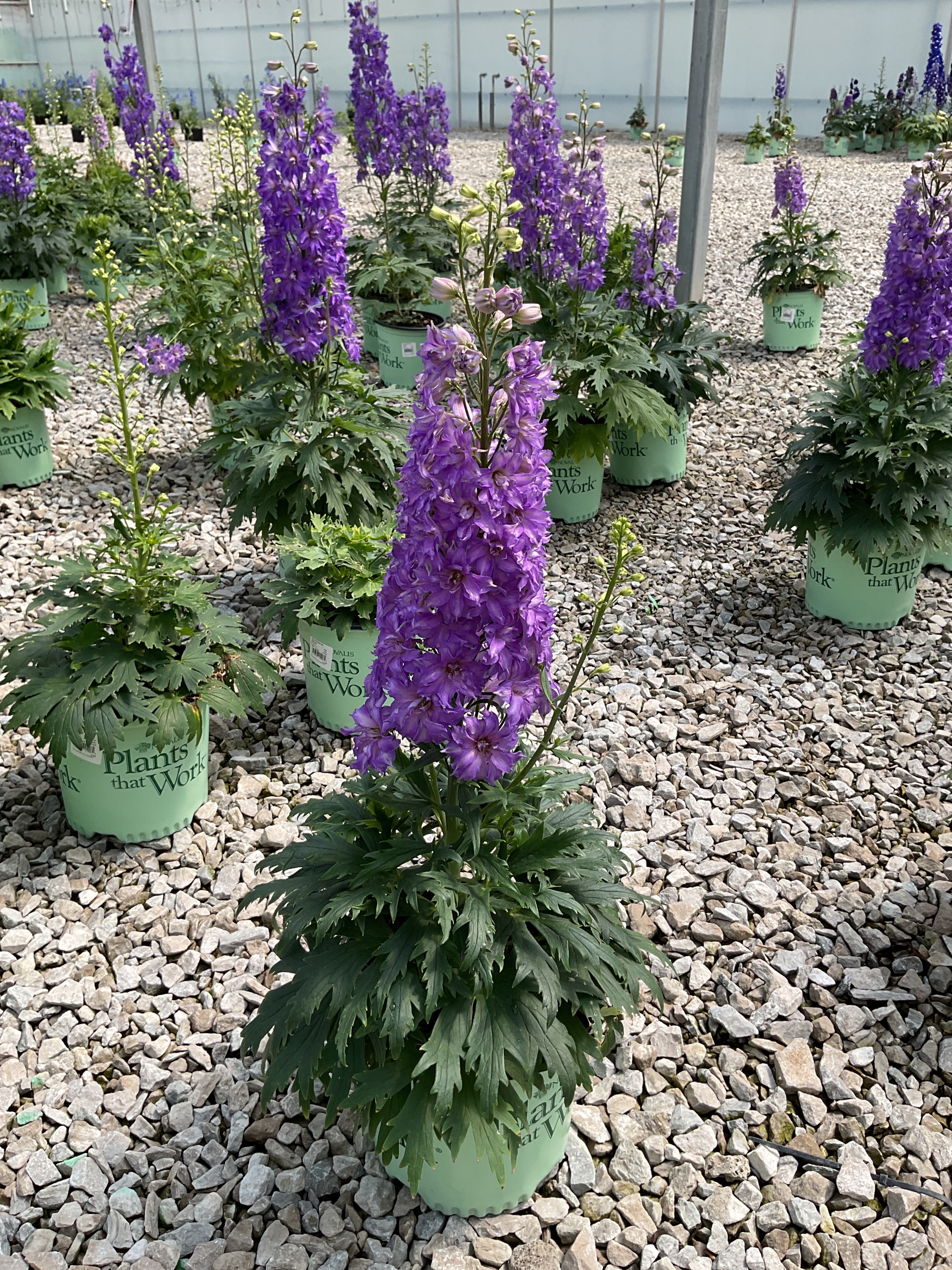 Delphinium 'Del Shelby'