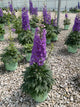 Delphinium 'Del Shelby'